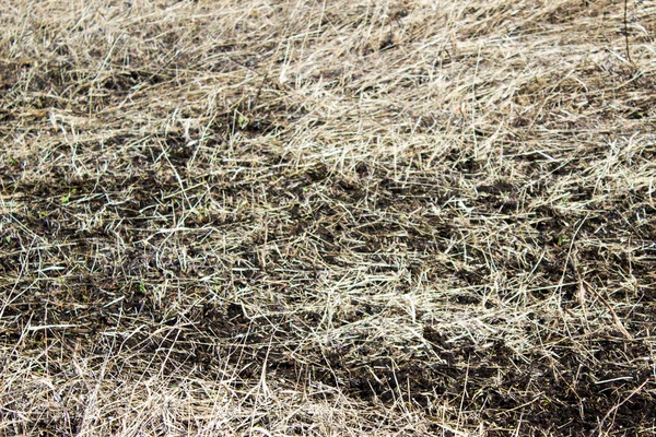 Сухая трава на земле — стоковое фото