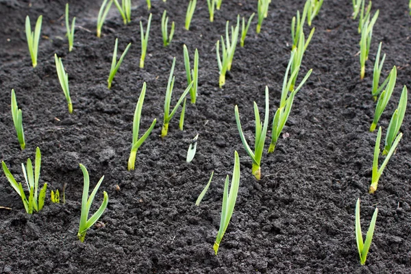 Fiatal zöld levelek, fokhagyma, növekvő a földben. Farm zöldség — Stock Fotó