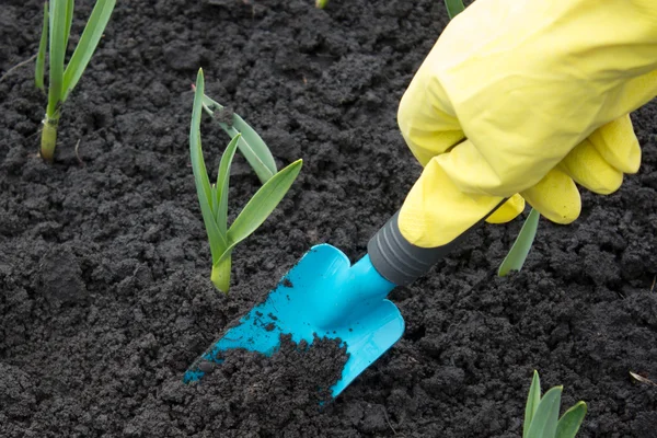 Рука садовника в перчатке сажает маленькую лопатку в травяном саду — стоковое фото