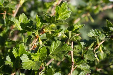 Taze yeşil bektaşi