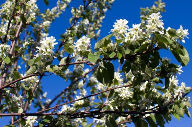 elma ağacının beyaz çiçekleri