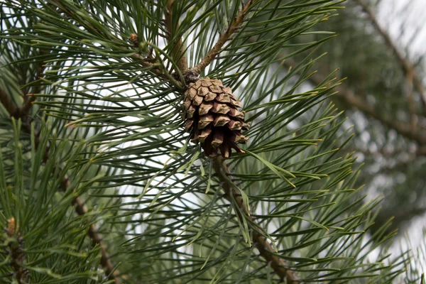 Albero di pino — Foto Stock