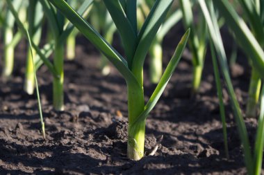 Sarımsaklı sebze yatakları