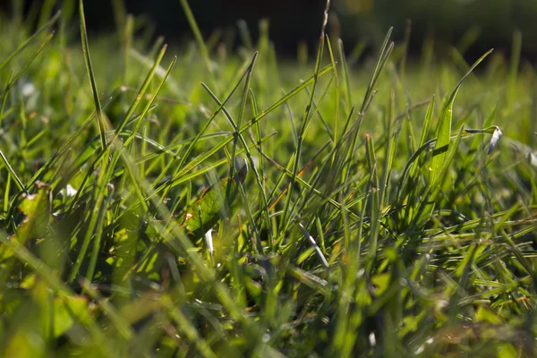 Groen gras — Stockfoto