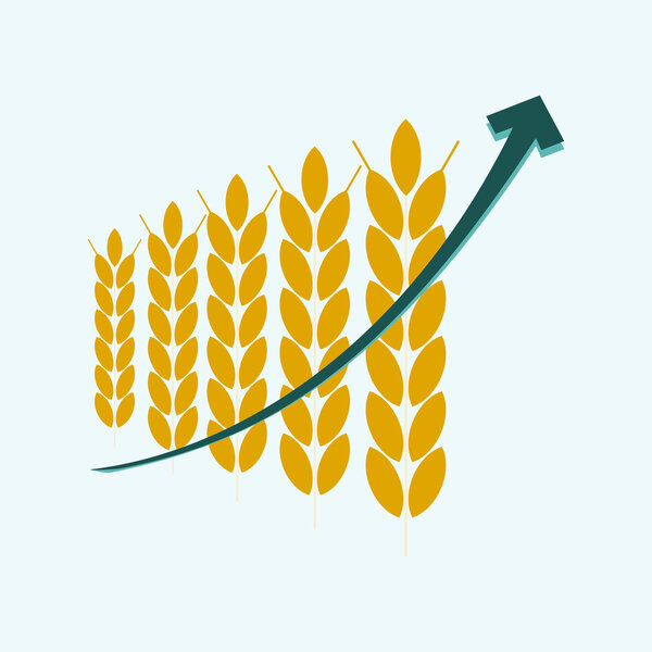 price growth grain, infographic with graph of increase wheat. ag