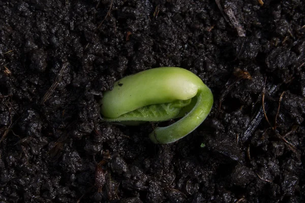 Fiatal zöld levelek, fokhagyma, növekvő a földben. Farm zöldség — Stock Fotó