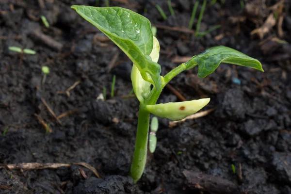 Young green leaves of garlic growing in the ground. Farm vegetable — Stock Photo, Image