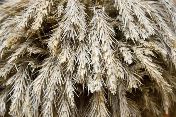 Gros plan de blé doré — Photo