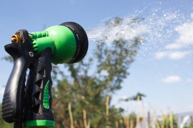 Watering lawn grass with a shower sprayer head