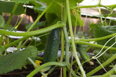 Salatalık büyüyen bir bahçede. Yeşil yaprak ve çiçek.