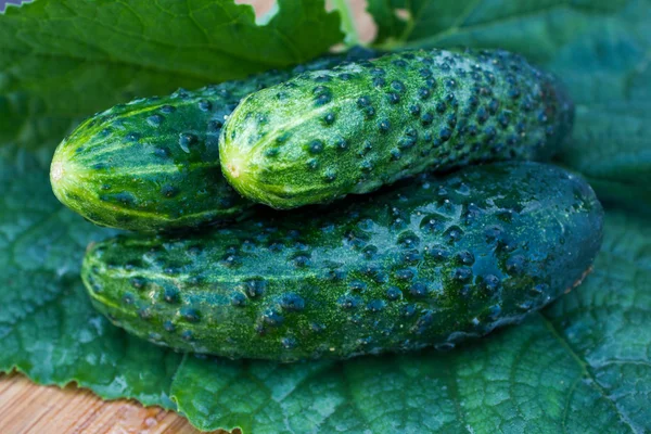 Fresh cucumber on wooden plate with green leaf — Stock Fotó