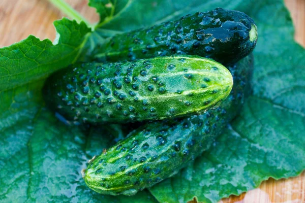 Fresh cucumber on wooden plate with green leaf — Stock Photo, Image