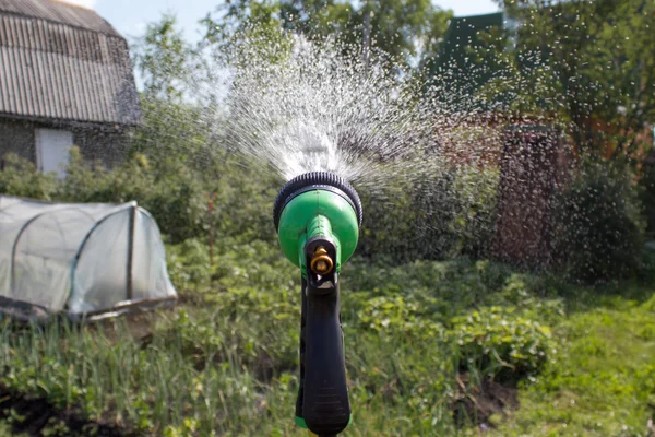 Watering lawn grass with a shower sprayer head