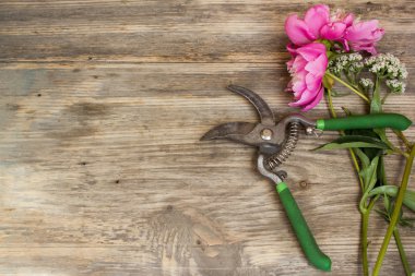 Beautiful colorful peonies with secateurs on wooden background. Copy space to right.
