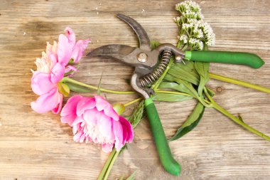 Beautiful colorful peonies with secateurs on wooden background
