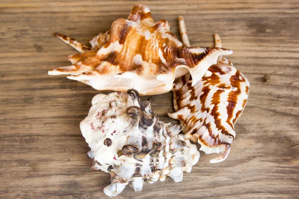 Foto de conchas marinas en escritorio de madera —  Fotos de Stock