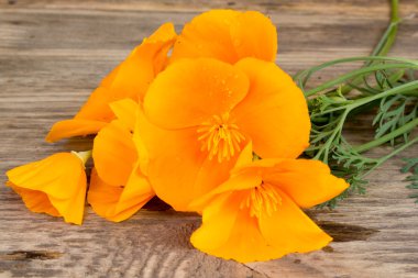 California haşhaş (Eschscholzia californica) turuncu çiçekler bir ahşap