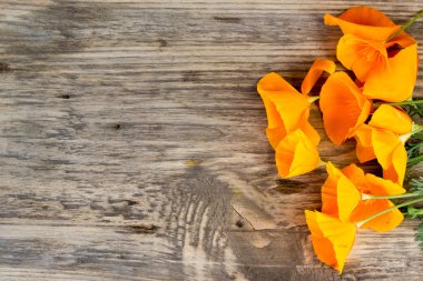 Bir ahşap kopya alanı ile California haşhaş (Eschscholzia californica) turuncu çiçekler