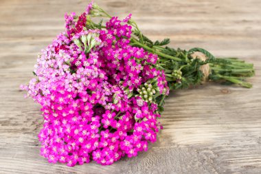 Yarrow flower, herbal plants on wooden table clipart