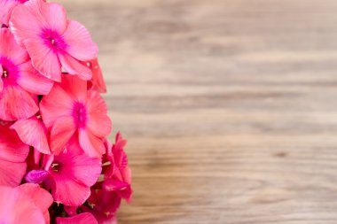 Çiçekler phlox kopya alanı ile ahşap arka plan üzerinde