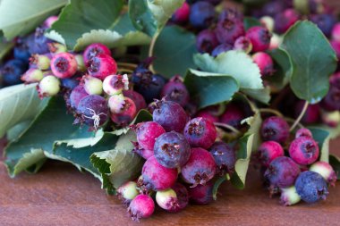 Bunch of first wild autumn berry, Saskatoon in front of dark wooden background clipart