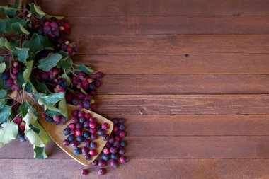Bunch of first wild autumn berry, Saskatoon in front of dark wooden background  with copy space clipart