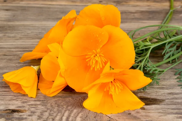 California papavero (Eschscholzia californica) fiori d'arancio su un legno — Foto Stock