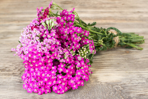 Yarrow flower, herbal plants on wooden table