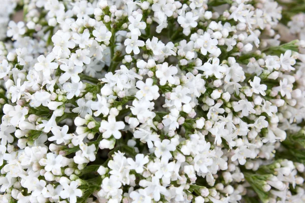 Yarrow flower, herbal plants on wooden table — Stock Photo, Image