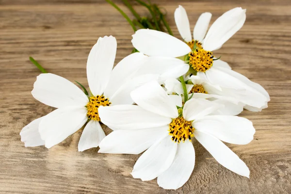 Bouquet of Garden Small Camomiles  on Rustic Wooden background with copy space — Stock Photo, Image