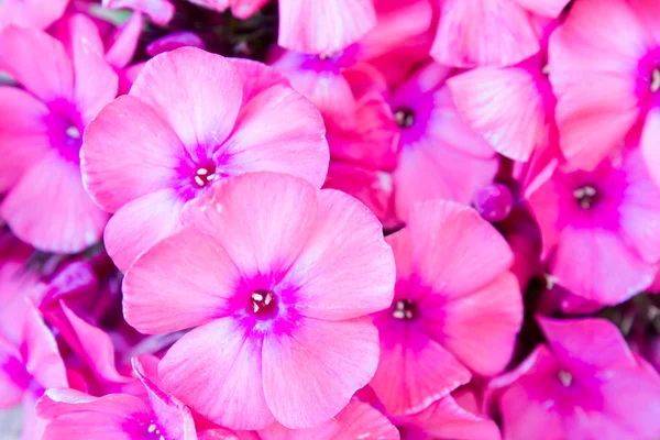 Flowers phlox — Stock Photo, Image