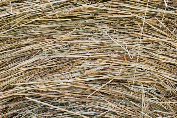 Golden autumn fall hay straw texture background wallpaper — Stock Photo, Image