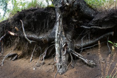 ormandaki kökleri ile huş ağacı