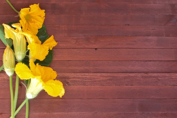 Gelbe Zucchini, Kürbisblüten, Blätter und Ranken auf Holz — Stockfoto