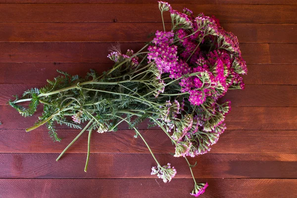 Cickafark virág, növény gyógynövény, a fából készült asztal — Stock Fotó