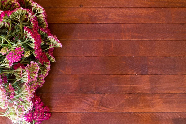 Cickafark virág, növény gyógynövény, a fából készült asztal — Stock Fotó