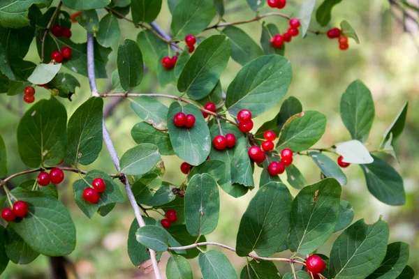 Yaşlı Buckthorn - Frangula alnus