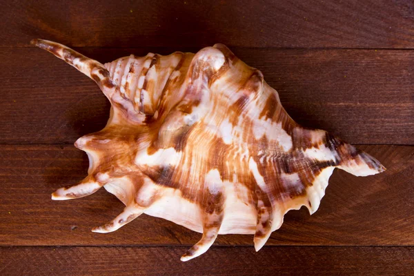 Concha de mar descansando sobre una tabla de madera marrón —  Fotos de Stock