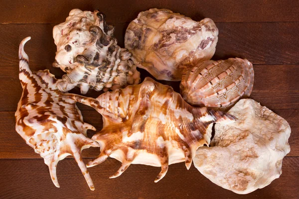 Concha de mar descansando sobre una tabla de madera marrón —  Fotos de Stock