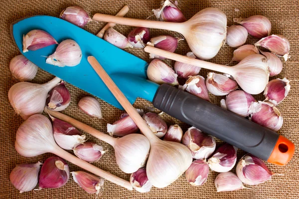 Bulbos y clavos de ajo blanco, cucharada de jardinería en arpillera —  Fotos de Stock