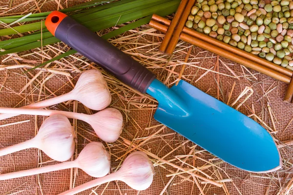 Bulbos y clavos de ajo blanco, cucharada de jardinería en arpillera —  Fotos de Stock
