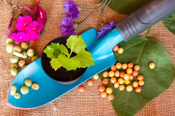 Gardening scoop on burlap background with soil, flowerpot and plant, top view — Stock Image Gardening scoop on burlap background with soil, flowerpot and plant, top view Royalty Free Stock Images