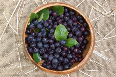 Olgun chokeberry ya da bambu plaka yeşil yaprakları ile siyah rowanberry