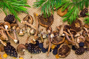 Çamın dalları ile mantar