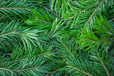 Tahta arka planda Noel ağacı