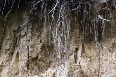 kökleri ile dağ geçidi