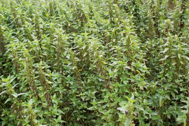 Ormanda büyüyen ısırgan.