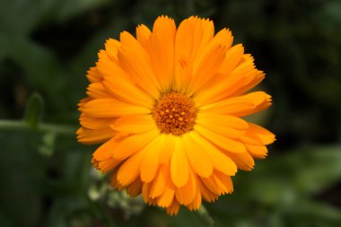 Pot üzerinde izole kadife çiçeği (Calendula officinalis) arka plan bulanıklık