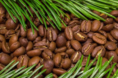 kahverengi kahve, çam dalları, yakın çekim