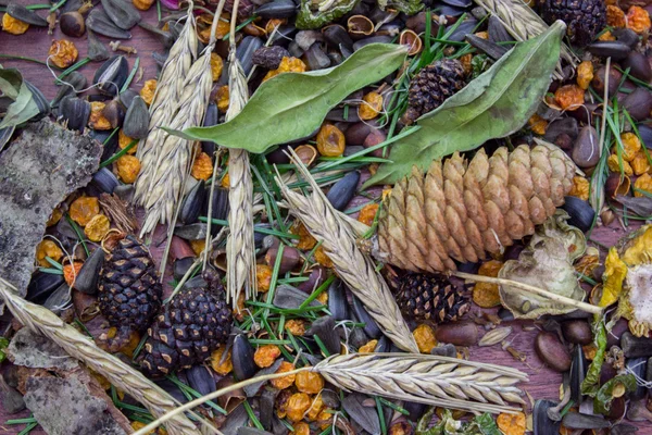 Cones e galhos de abeto, fundo de Natal e Ano Novo — Fotografia de Stock